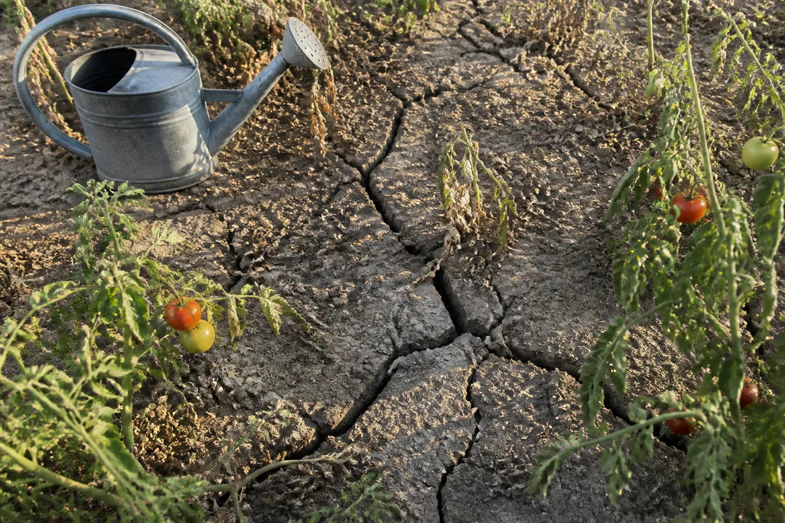 Terre de potager sèche en surface en septembre, main qui vérifie l’humidité