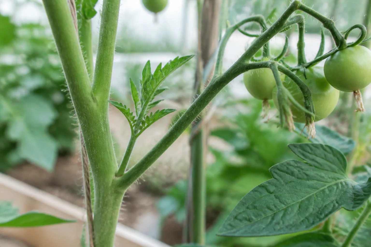 Plant de tomate dont on pince un gourmand à l'aisselle d'une feuille