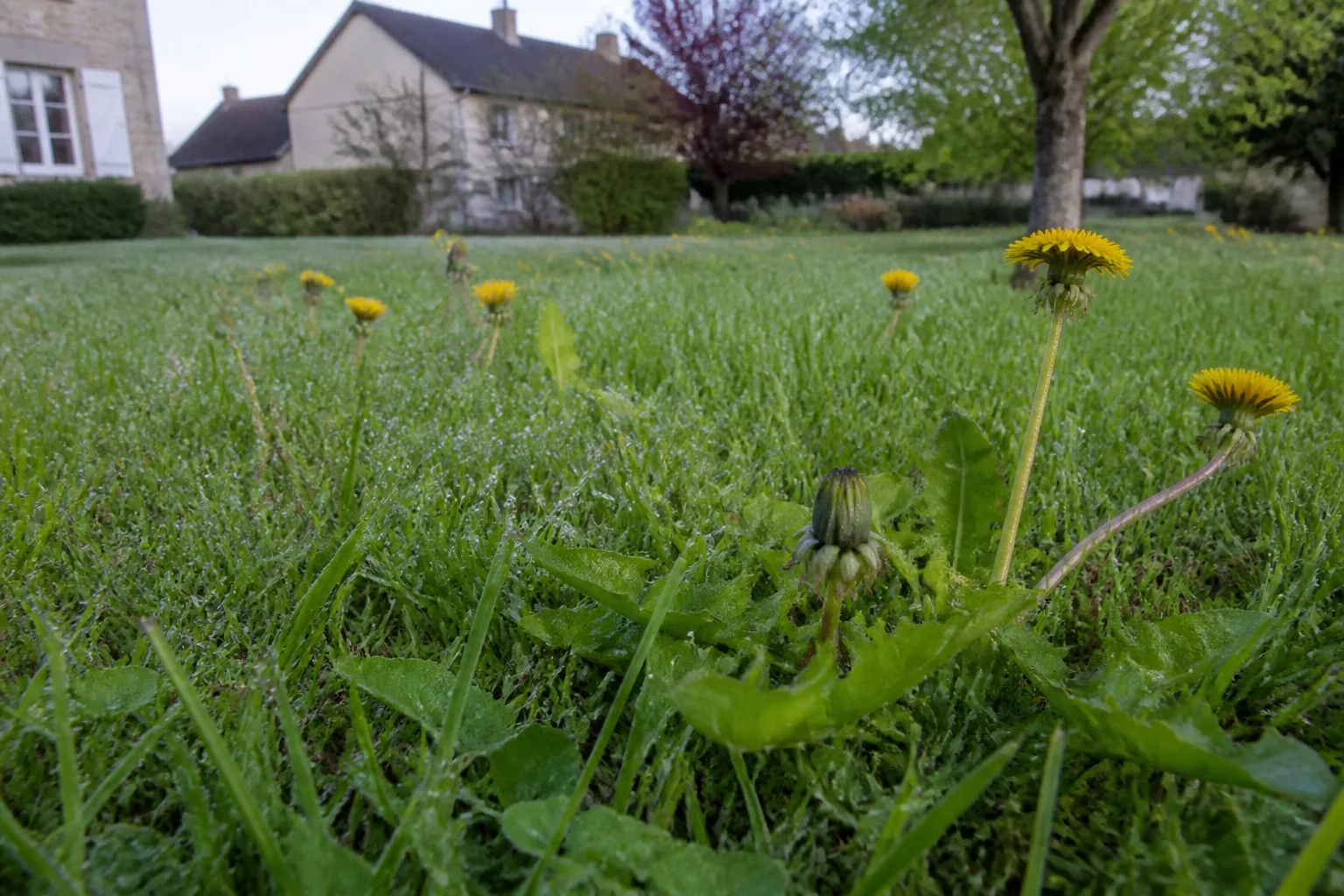 Pelouse envahie de pissenlits et de plantain au premier plan