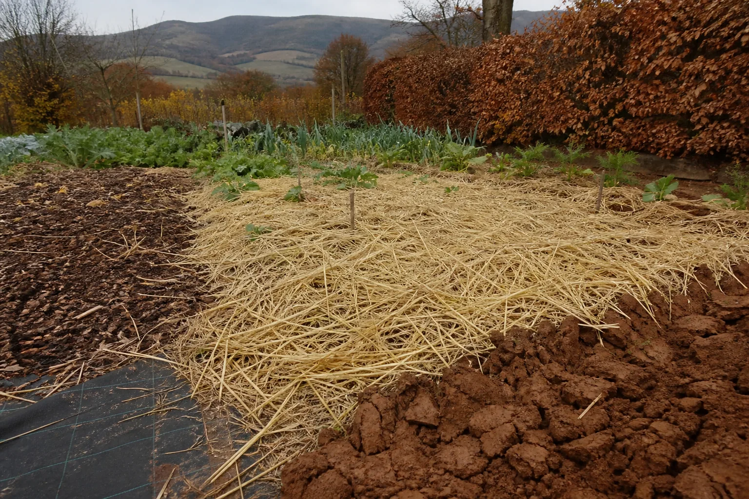 Carré de potager paillé à la paille avant l'hiver, terre argileuse au bord