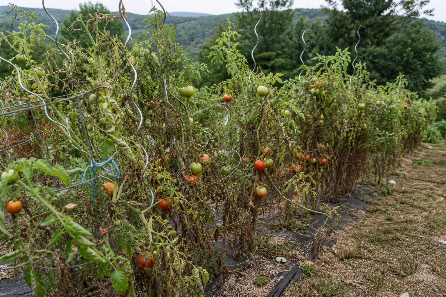 Pieds de tomates de fin de saison, cages un peu pliées, tuteurs spirale et attaches souples