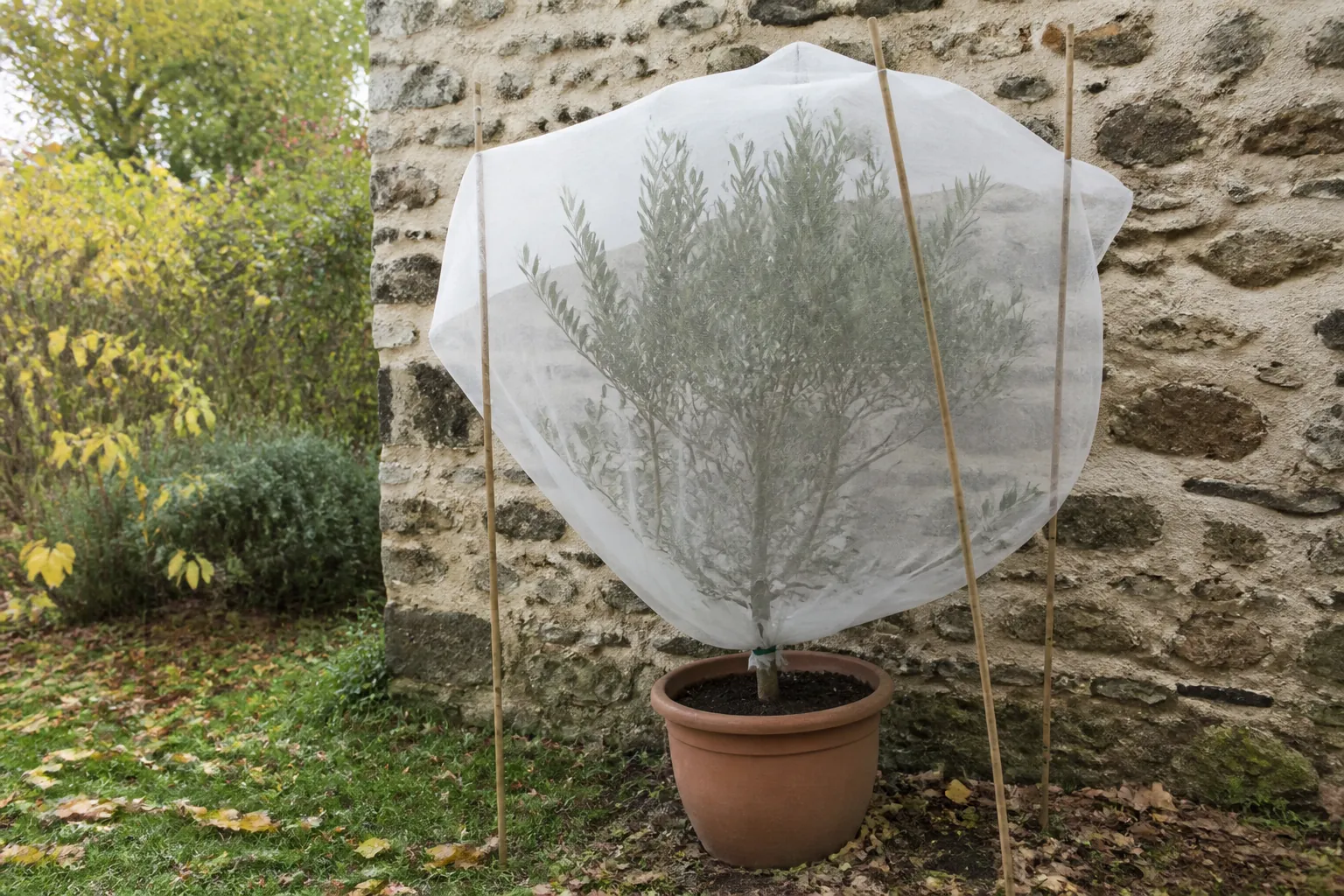 Voile d’hivernage P30 sur un olivier en pot, légèrement décollé du feuillage